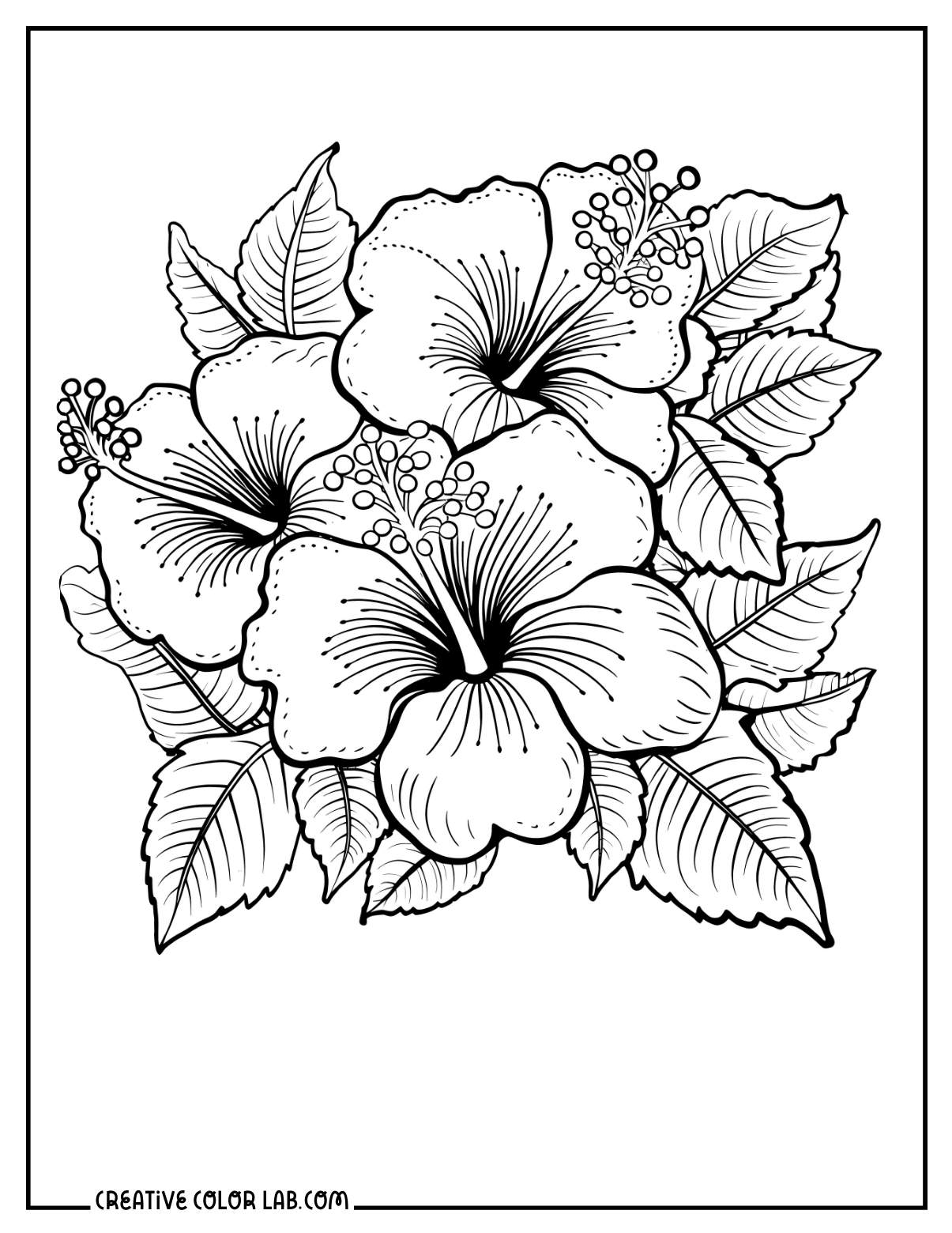 10 Hawaiian Tropical Flower Coloring Pages Free PDF Printables