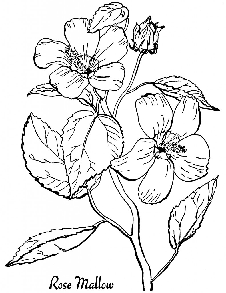 16 Flower Coloring Pages For Adults All Unique The Graphics Fairy 16 Flower Coloring Pages For Adults All Unique The Graphics Fairy
