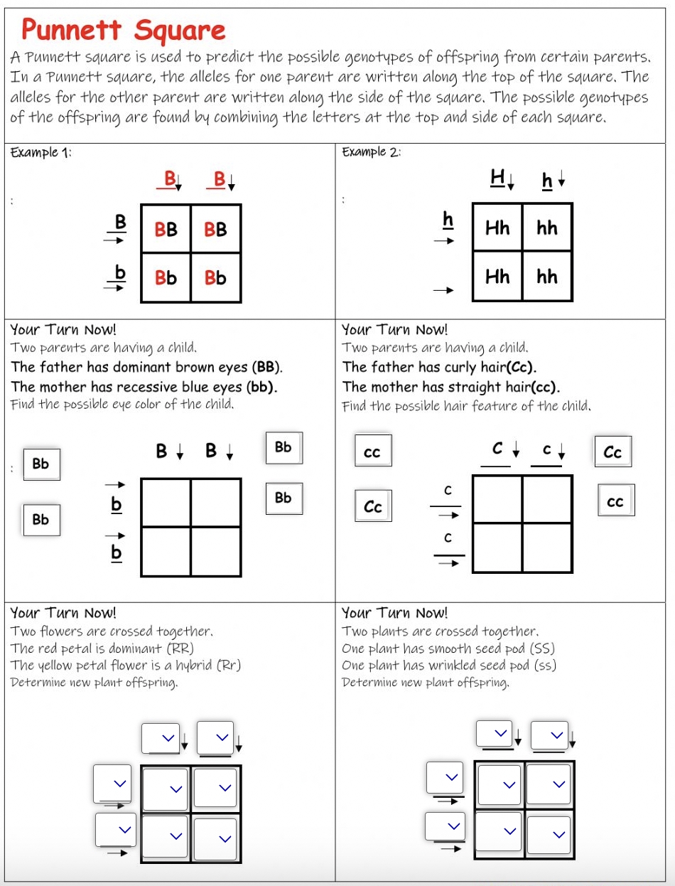 punnett square practice worksheet