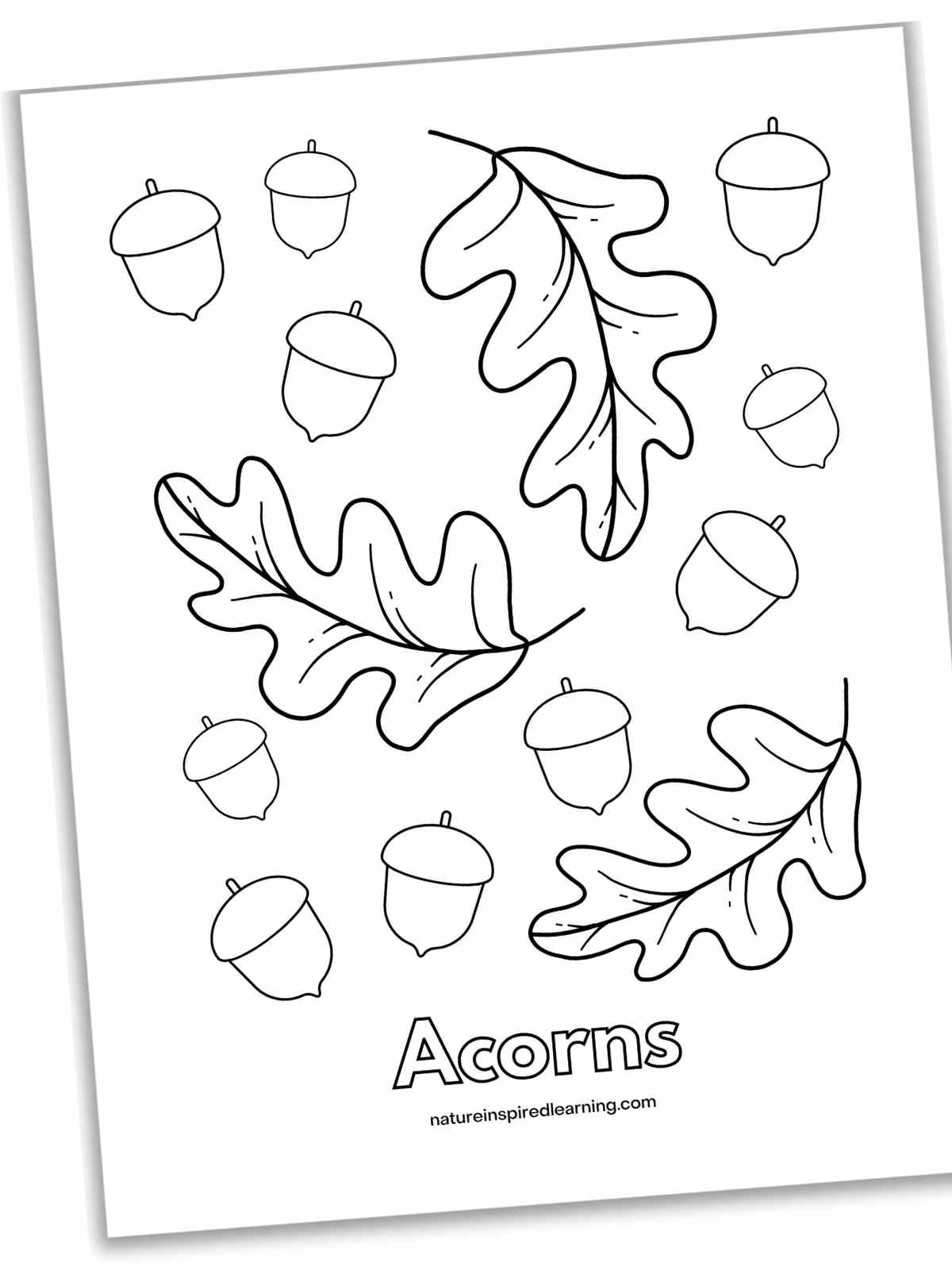 acorn printable coloring pages