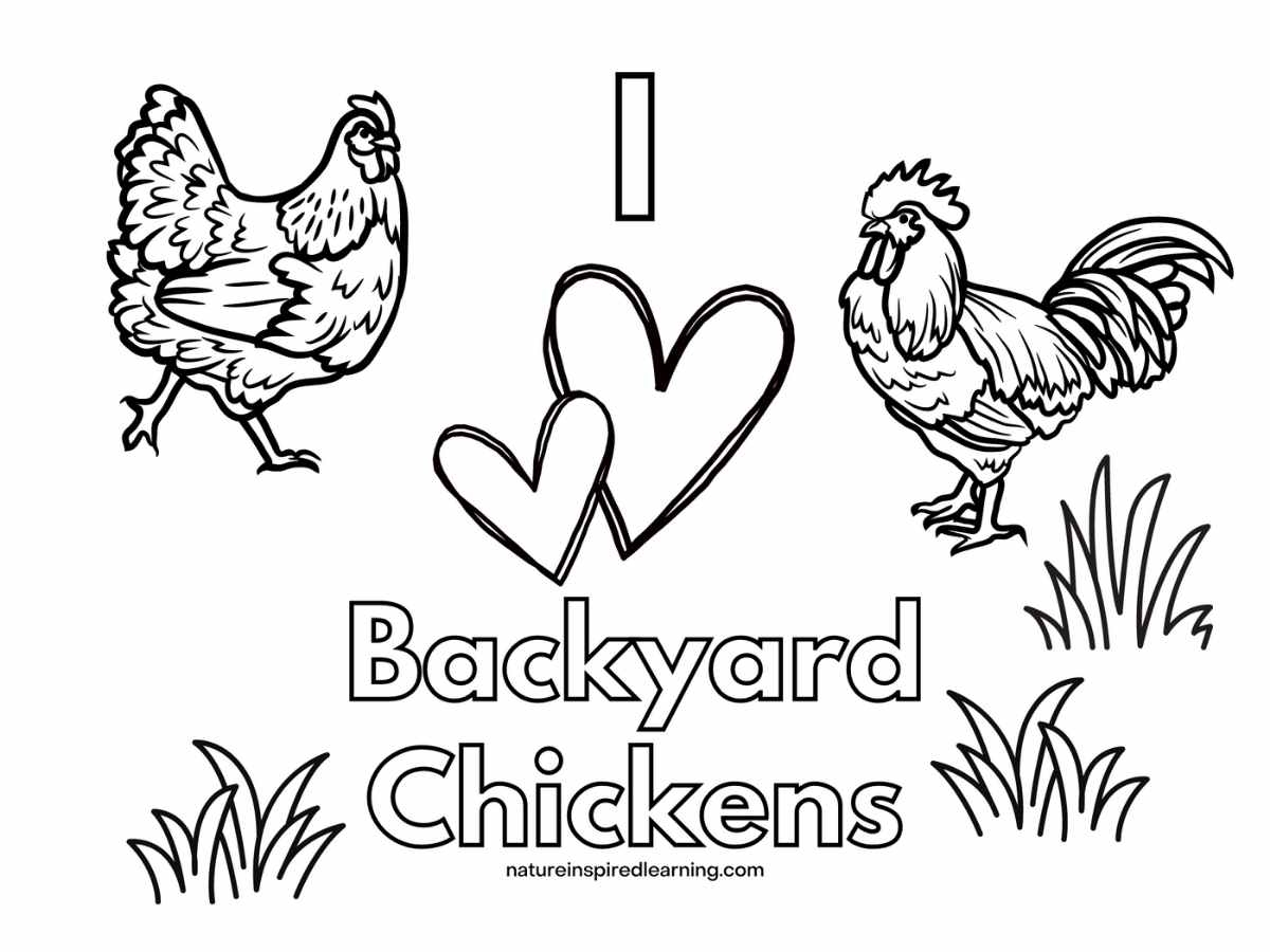 Adorable Chicken Coloring Pages Nature Inspired Learning