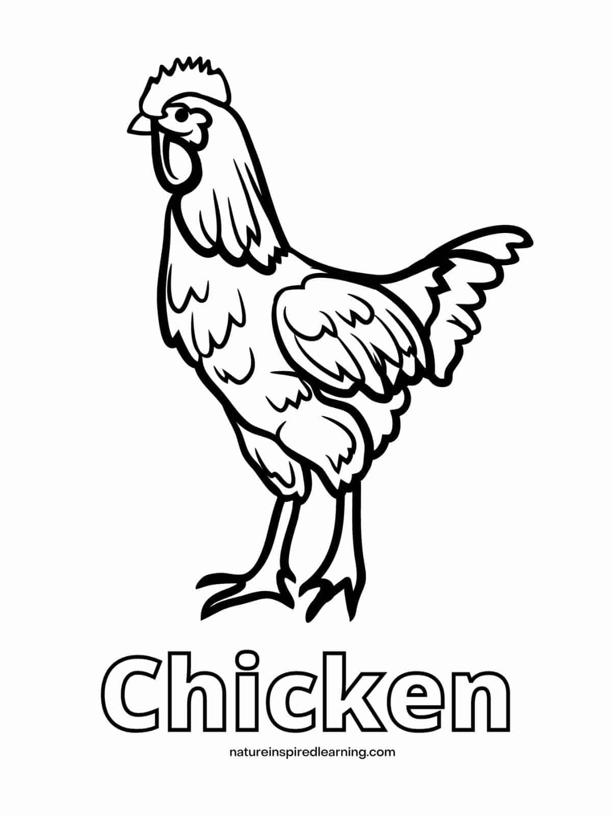 Adorable Chicken Coloring Pages Nature Inspired Learning