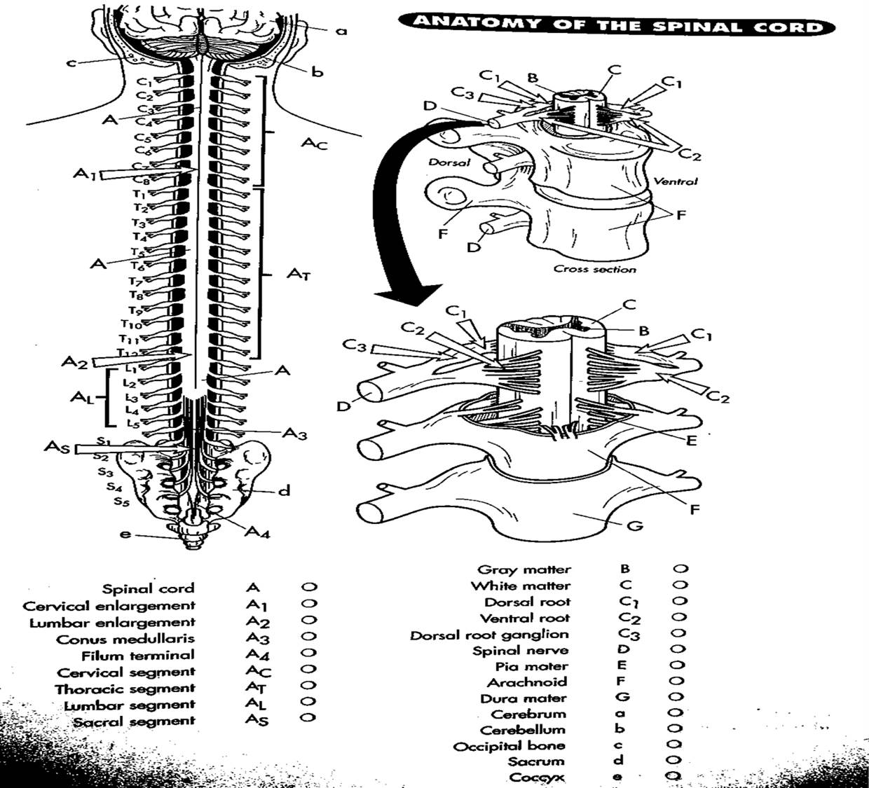 anatomy coloring book printable free