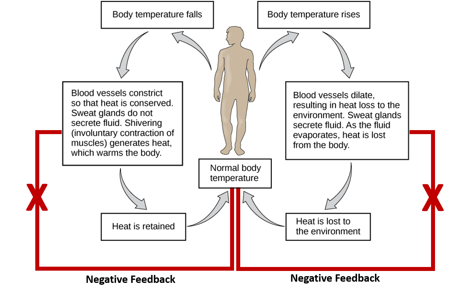 CH103 Chapter 8 Homeostasis And Cellular Function Chemistry
