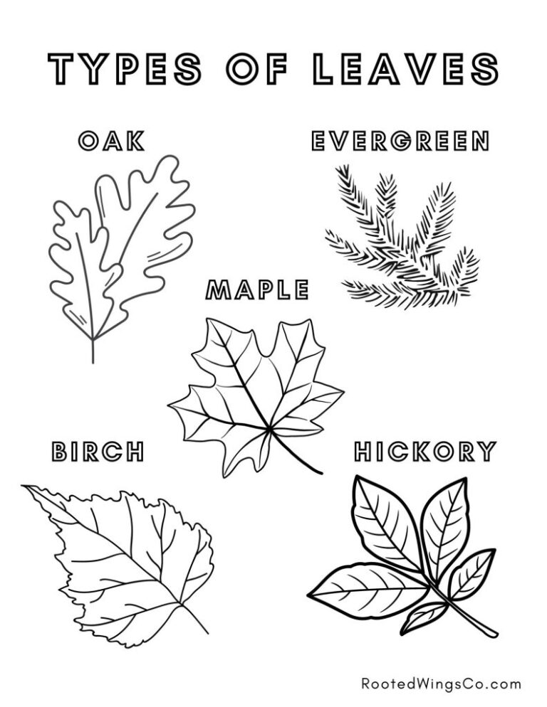 Free Fall Coloring Pages Rooted Wings Co
