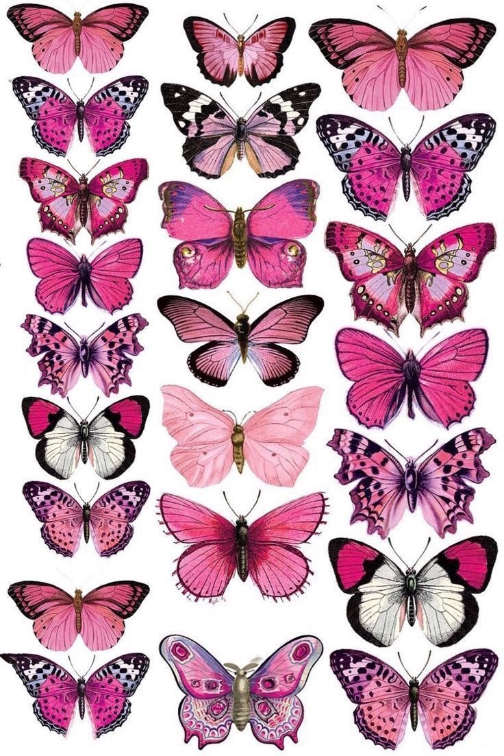 Free Printable Butterflies Free Printable Butterflies