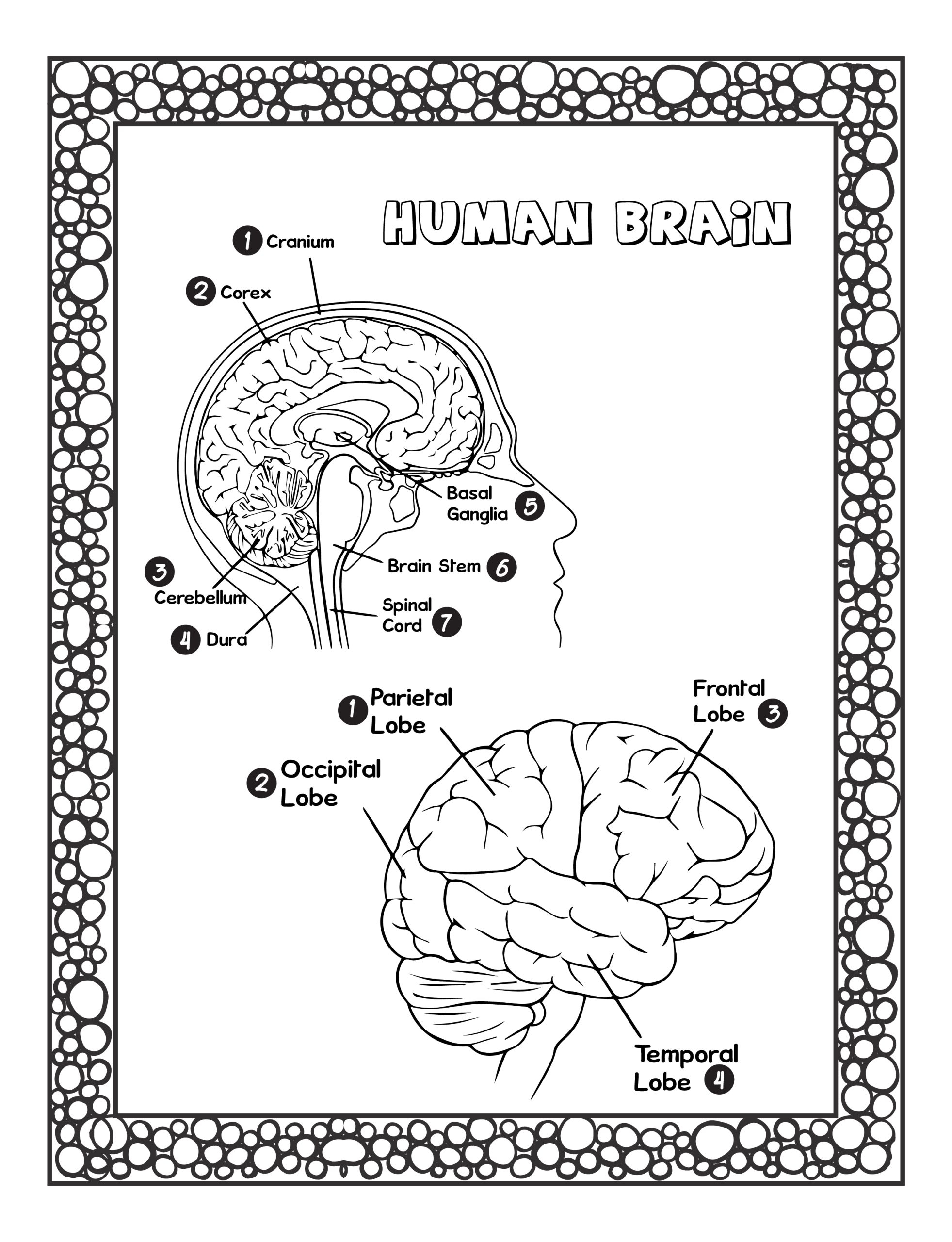 Human Anatomy Coloring Pages For Kids Learn The Body Part s Name Made By Teachers