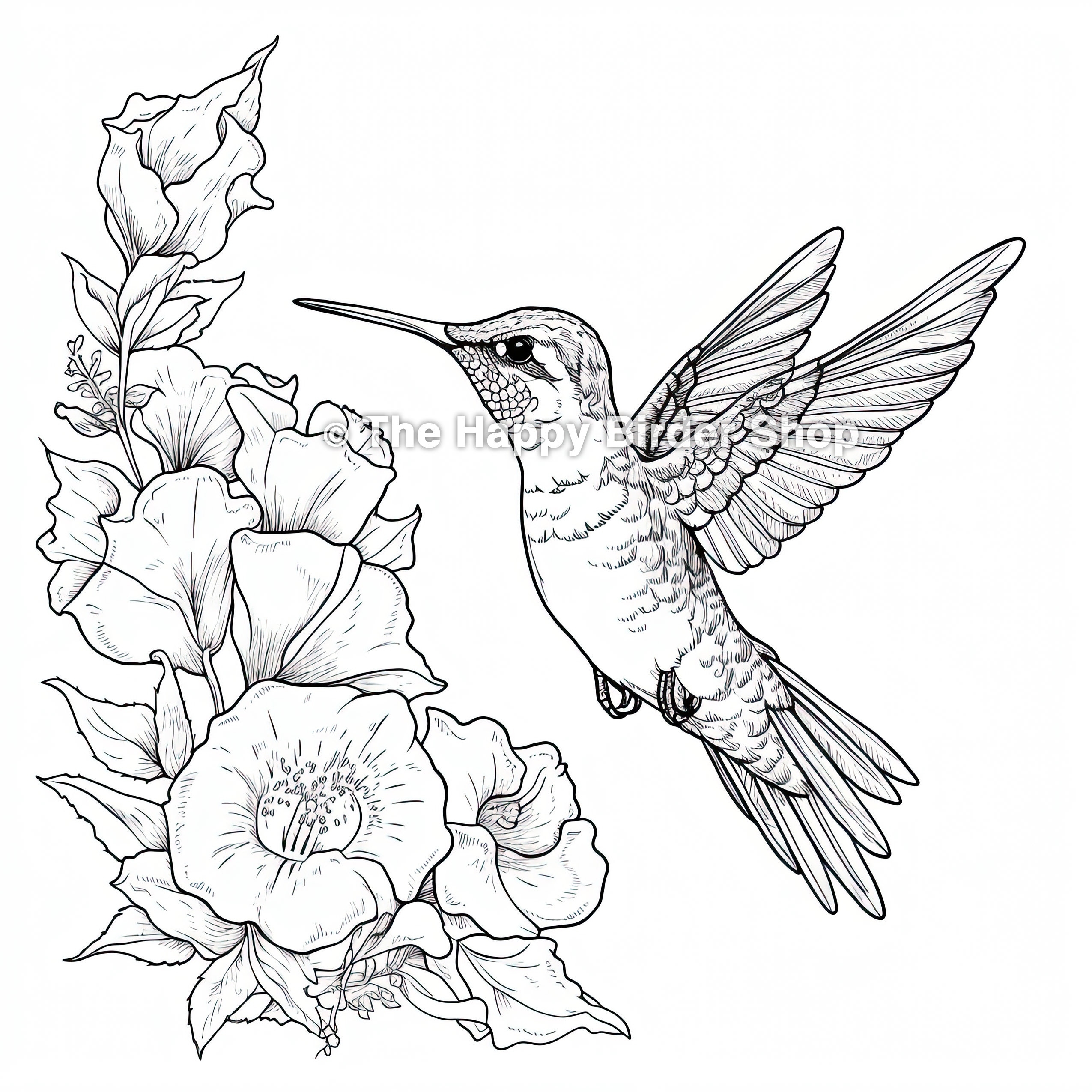 printable hummingbird coloring pages