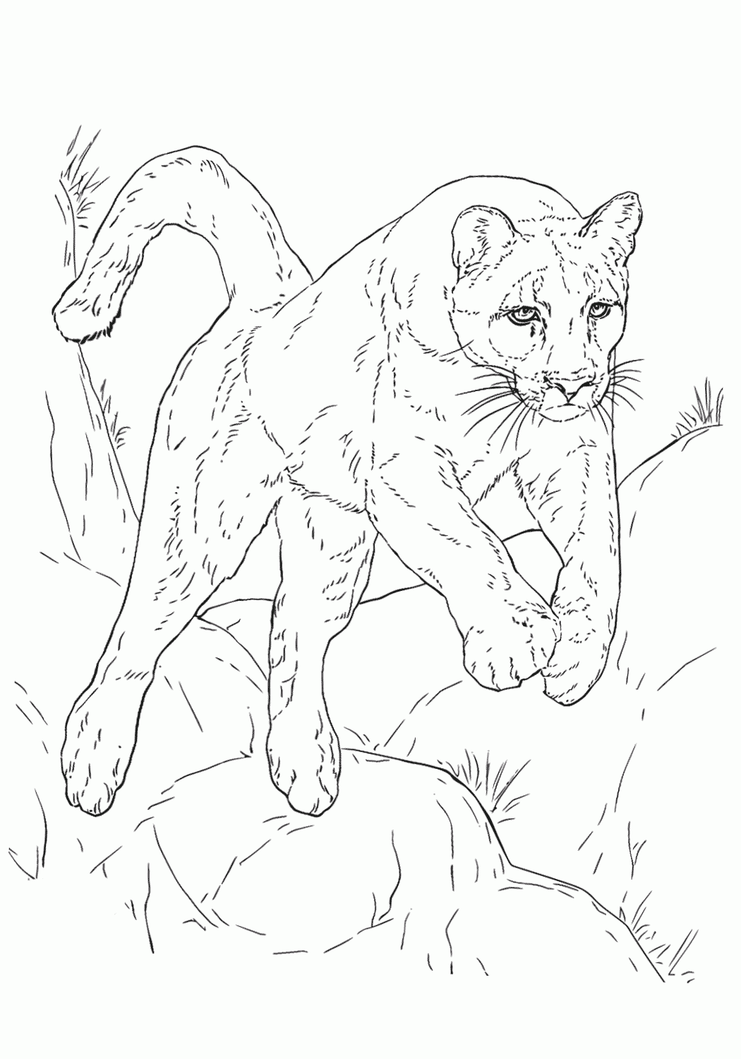 Kid s Corner Mountain Lion Foundation