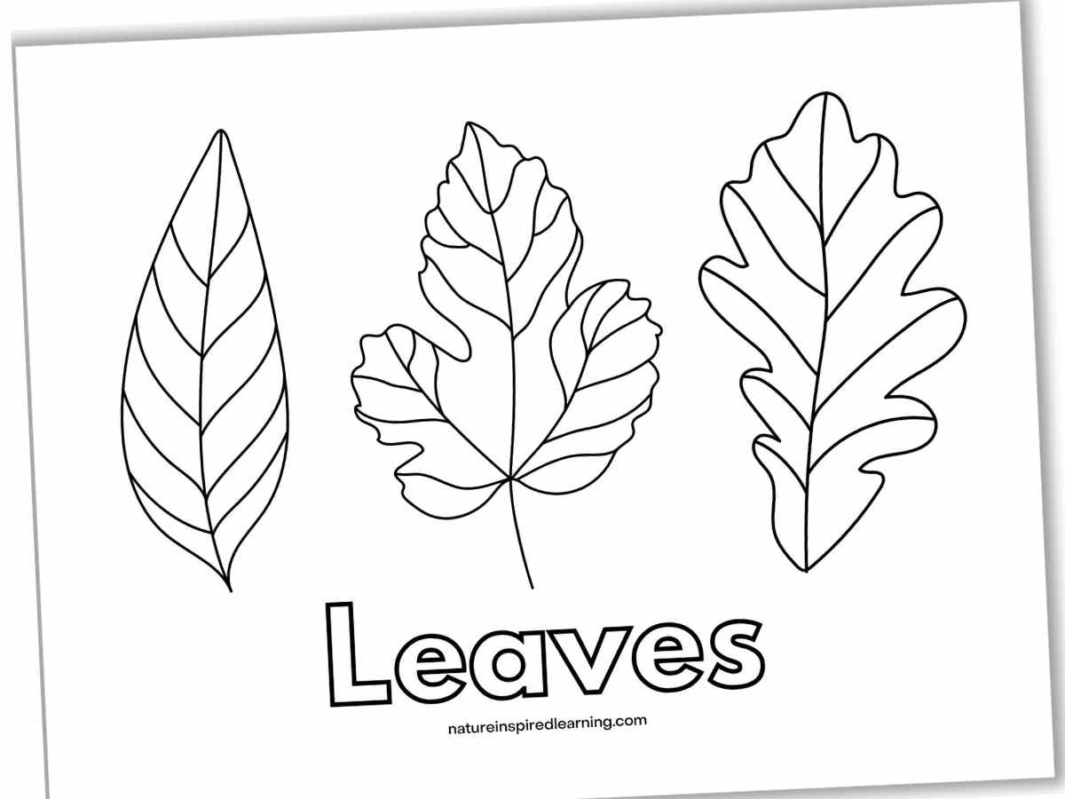 Leaf Coloring Pages Nature Inspired Learning