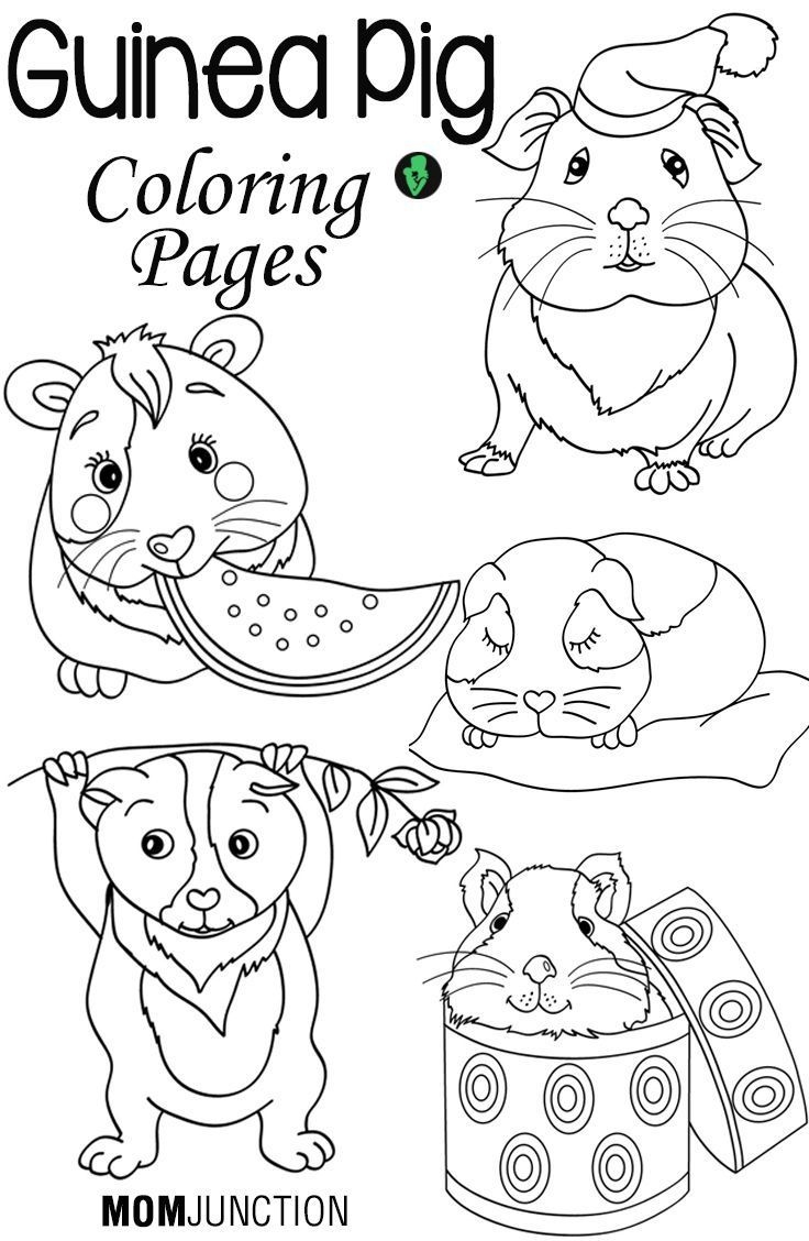 Top 25 Free Printable Guinea Pig Coloring Pages Online Top 25 Free Printable Guinea Pig Coloring Pages Online