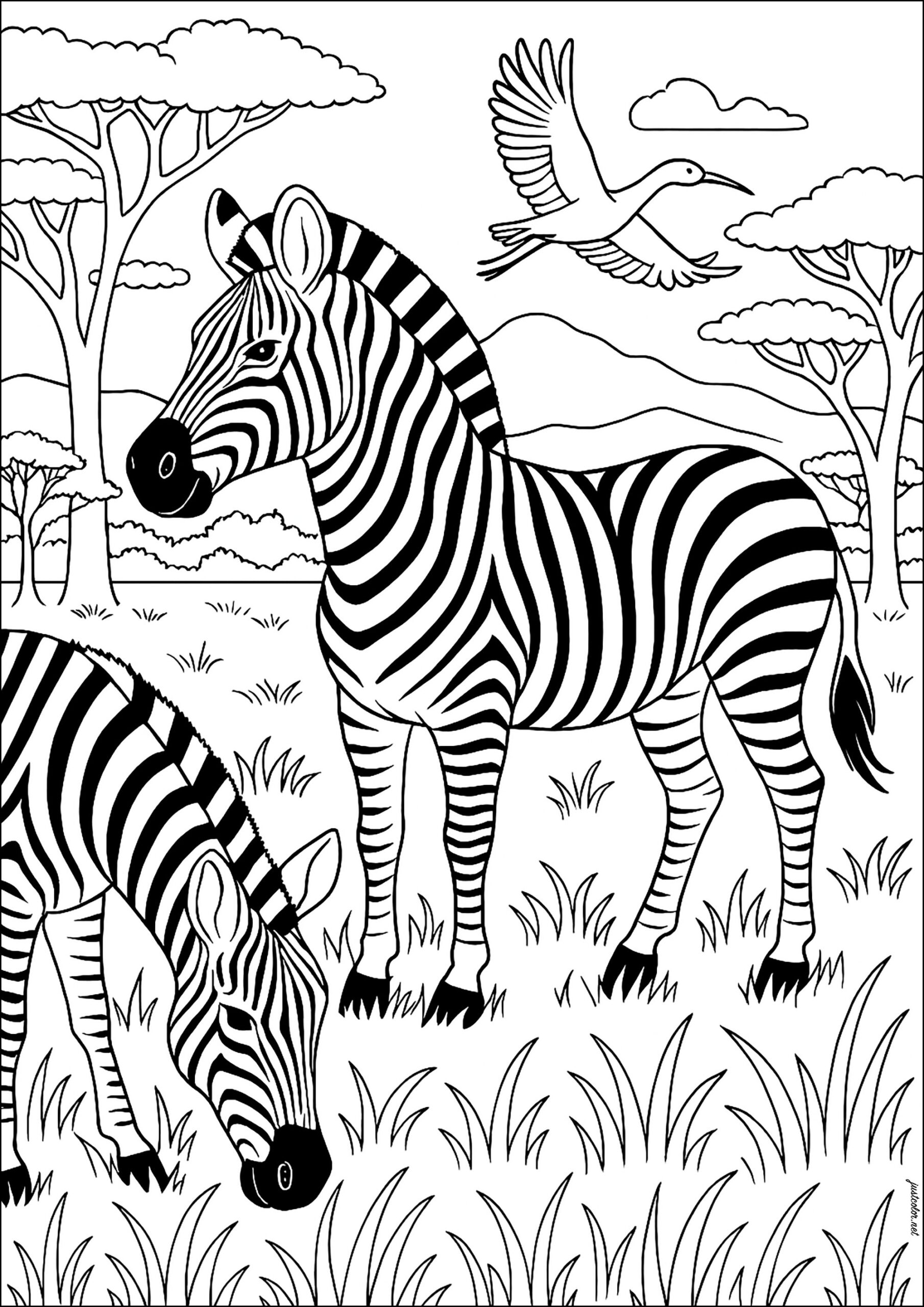 Two Zebras In The African Savannah Zebras Coloring Pages